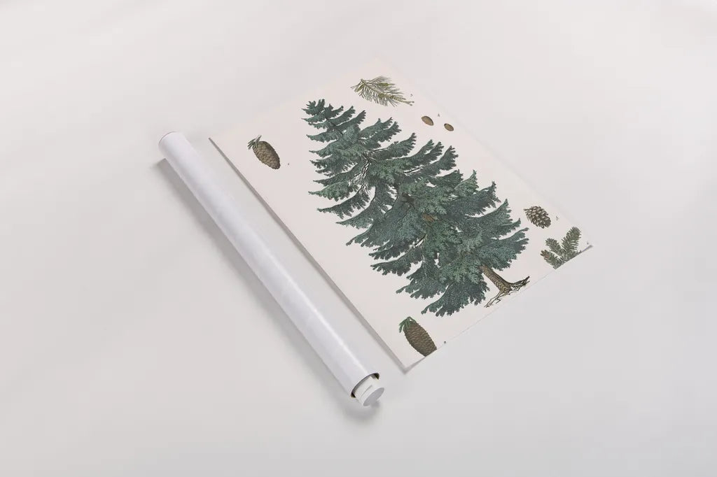 Evergreen Botanical Chart by Wild Apple Portfolio. shown as a rolled paper print. Available as archival giclee rolled canvas, fine art paper, or poster print. SKU 79989h.