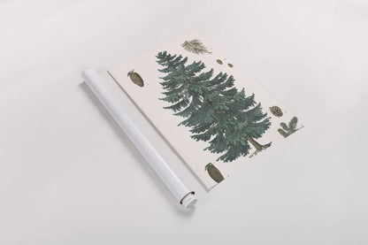 Evergreen Botanical Chart by Wild Apple Portfolio. shown as a rolled paper print. Available as archival giclee rolled canvas, fine art paper, or poster print. SKU 79989h.