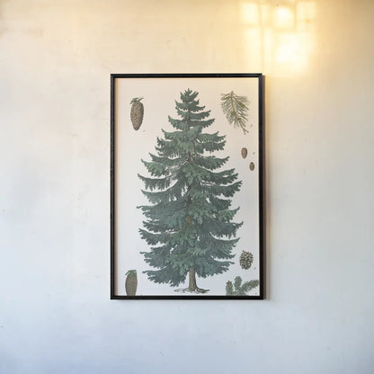 Evergreen Botanical Chart by Wild Apple Portfolio. shown as a paper print in a black flame. Available as a archival giclee rolled canvas, fine art paper, or poster print. SKU 79989h.