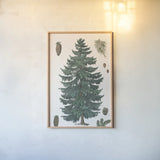 Evergreen Botanical Chart by Wild Apple Portfolio. shown as a paper print in a natural frame. Available as a archival giclee rolled canvas, fine art paper, or poster print. SKU 79989h.