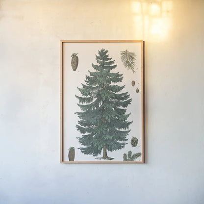 Evergreen Botanical Chart by Wild Apple Portfolio. shown as a paper print in a natural frame. Available as a archival giclee rolled canvas, fine art paper, or poster print. SKU 79989h.