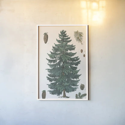 Evergreen Botanical Chart by Wild Apple Portfolio. shown as a paper print in a white frame. Available as a archival giclee rolled canvas, fine art paper, or poster print. SKU 79989h.