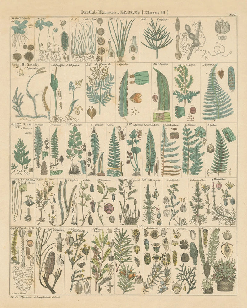 Fern Chart by Wild Apple Portfolio