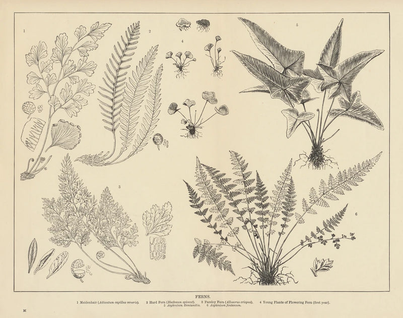Fern Chart by Wild Apple Portfolio