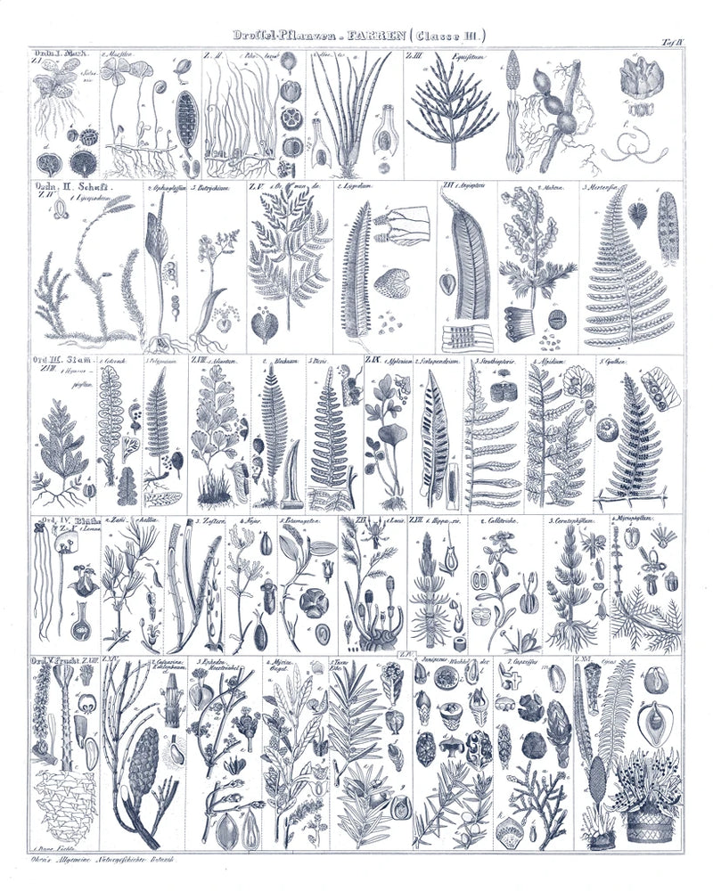 Fern Chart on White Navy by Wild Apple Portfolio