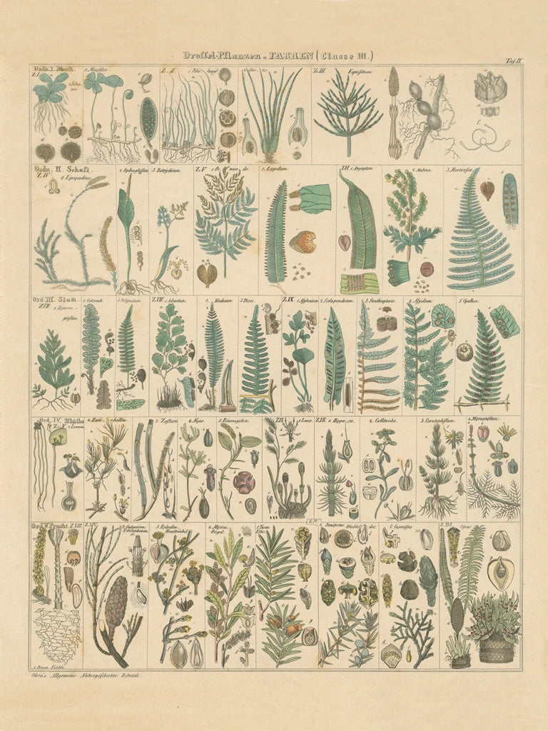 Fern Chart v2 by Wild Apple Portfolio