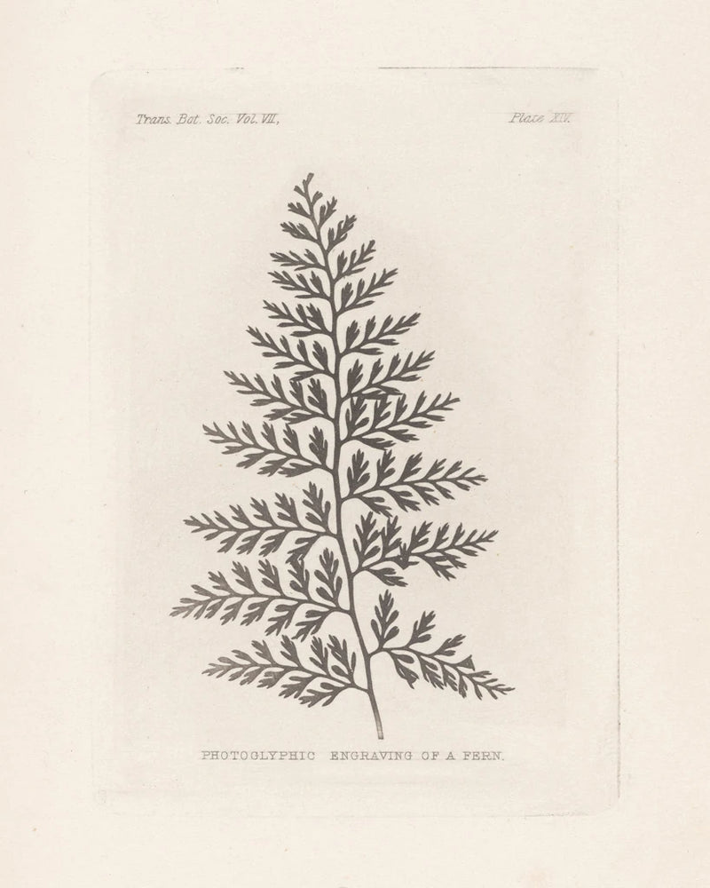 Fern Engraving by Wild Apple Portfolio