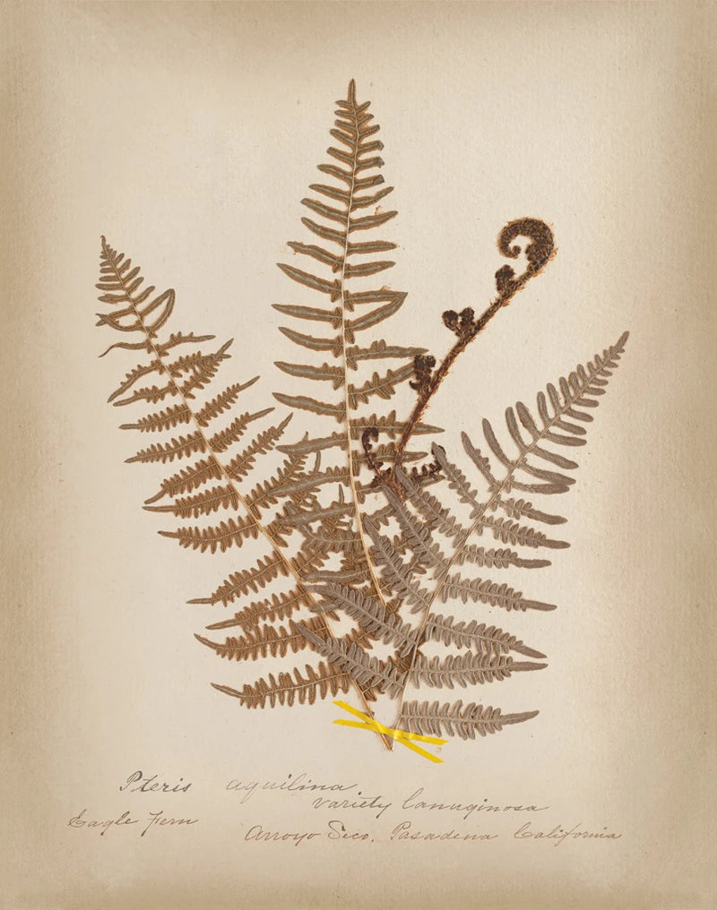 Ferns in Book IV by Wild Apple Portfolio