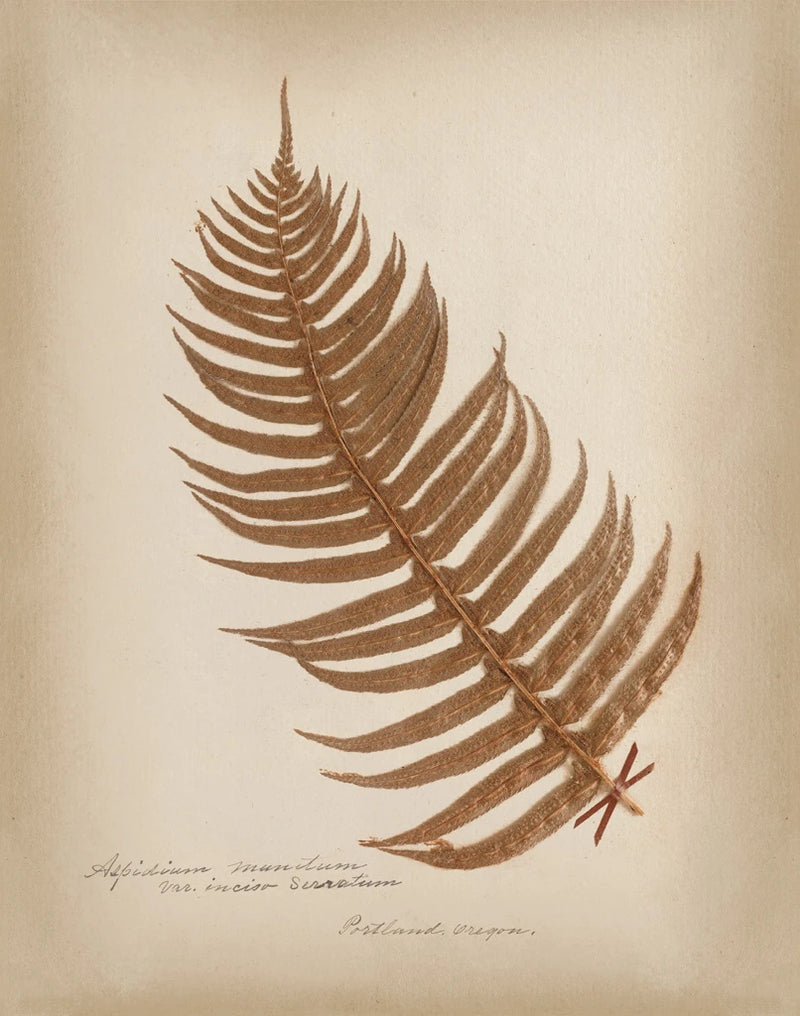 Ferns in Book V Burgundy by Wild Apple Portfolio
