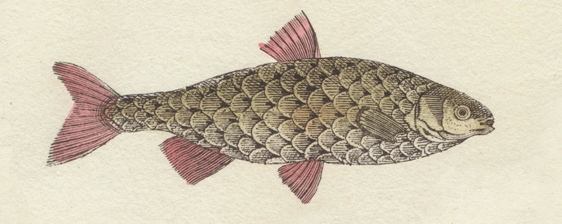 Fish Etching I by Wild Apple Portfolio