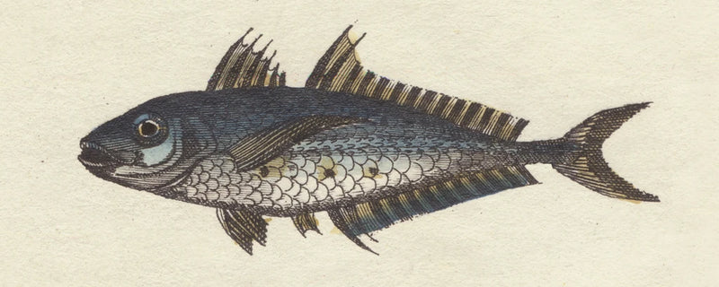 Fish Etching II by Wild Apple Portfolio