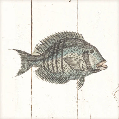 Fish Sketches I Shiplap by Wild Apple Portfolio. SKU 36261a. Archival Giclee Fine art print for wall decor.