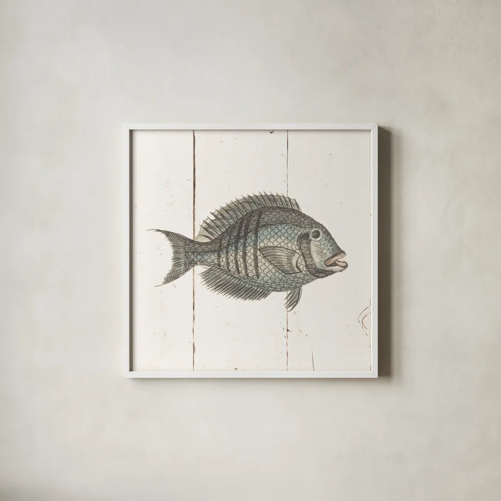 Fish Sketches I Shiplap by Wild Apple Portfolio. Shown in a crisp white glass frame for a clean and minimalist style. Available as an archival giclee rolled canvas, fine art paper, or poster print. SKU 36261a.