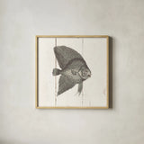 Fish Sketches III Shiplap by Wild Apple Portfolio. Shown in a natural wood glass frame for a timeless modern aesthetic. Available as an archival giclee rolled canvas, fine art paper, or poster print. SKU 36263a.
