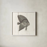 Fish Sketches III Shiplap by Wild Apple Portfolio. Shown in a crisp white glass frame for a clean and minimalist style. Available as an archival giclee rolled canvas, fine art paper, or poster print. SKU 36263a.