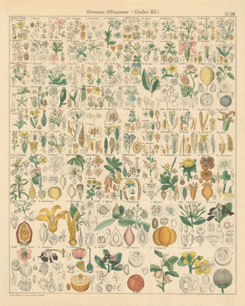 Flora Chart I by Wild Apple Portfolio