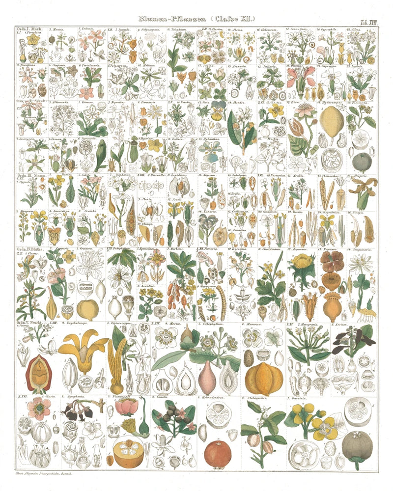 Flora Chart I White by Wild Apple Portfolio