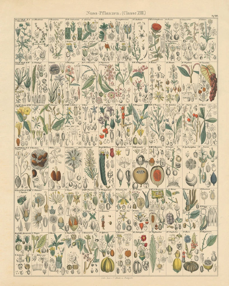 Flora Chart II by Wild Apple Portfolio