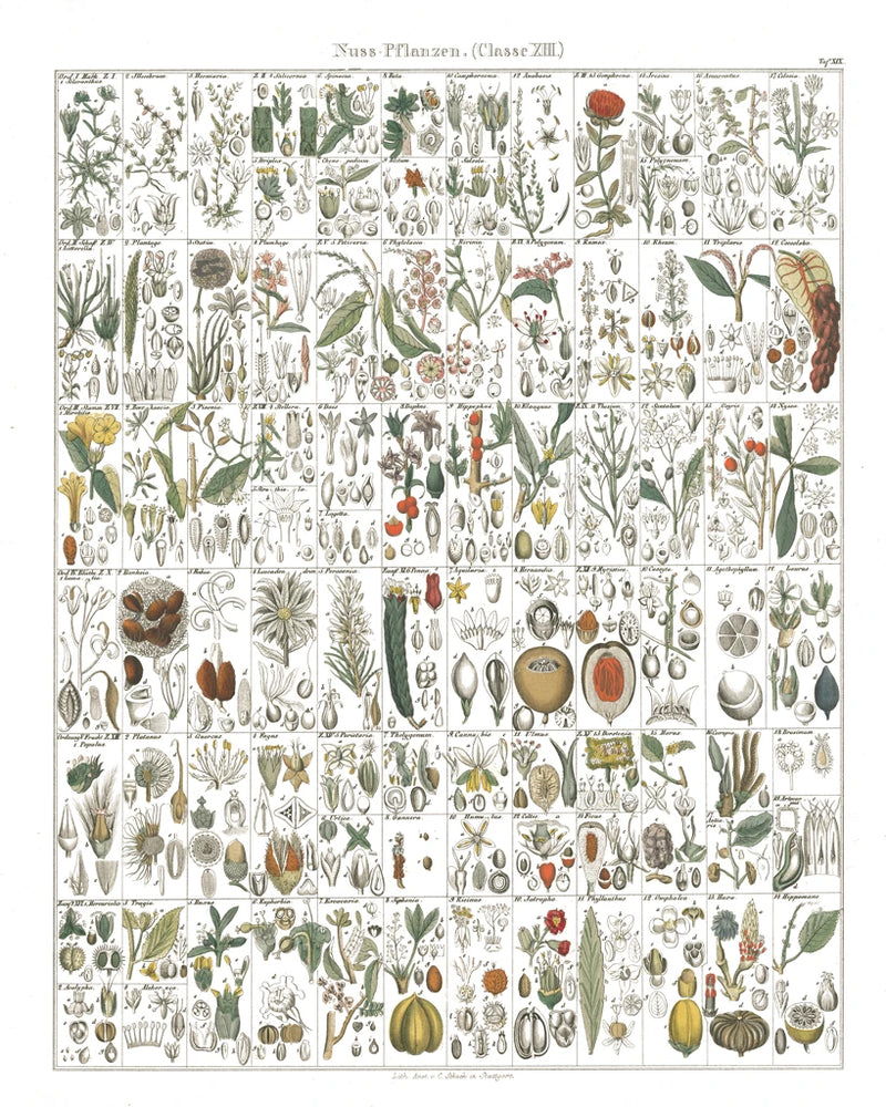 Flora Chart II White by Wild Apple Portfolio