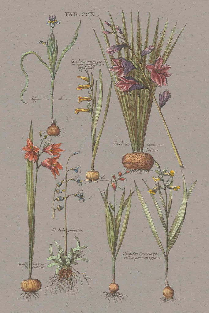 Florilegium III Gray by Wild Apple Portfolio. SKU 63087h. Archival Giclee Fine art print for wall decor.