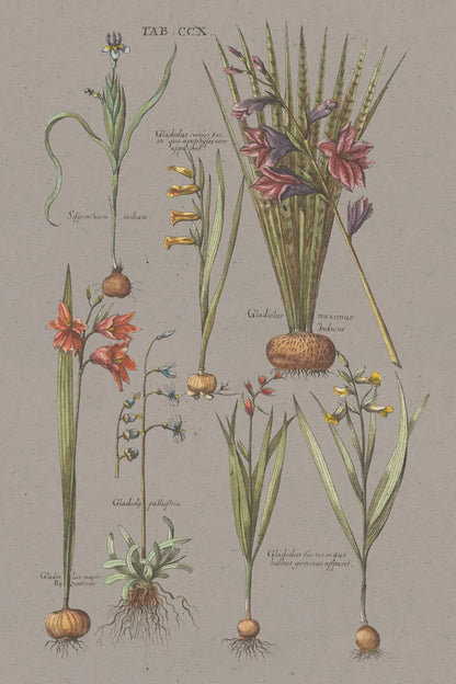 Florilegium III Gray by Wild Apple Portfolio. SKU 63087h. Archival Giclee Fine art print for wall decor.