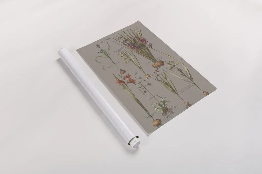 Florilegium III Gray by Wild Apple Portfolio. shown as a rolled paper print. Available as archival giclee rolled canvas, fine art paper, or poster print. SKU 63087h.