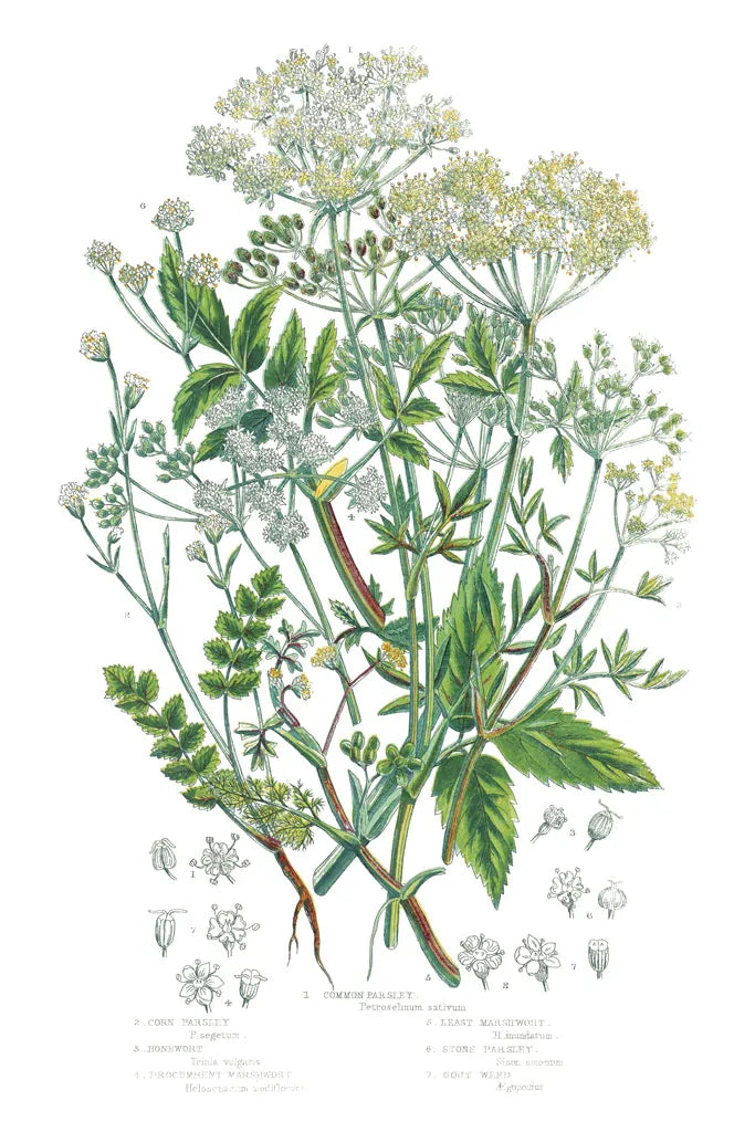 Flowering Plants I by Wild Apple Portfolio. SKU 52063h. Archival Giclee Fine art print for wall decor.