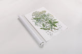 Flowering Plants I by Wild Apple Portfolio. shown as a rolled paper print. Available as archival giclee rolled canvas, fine art paper, or poster print. SKU 52063h.