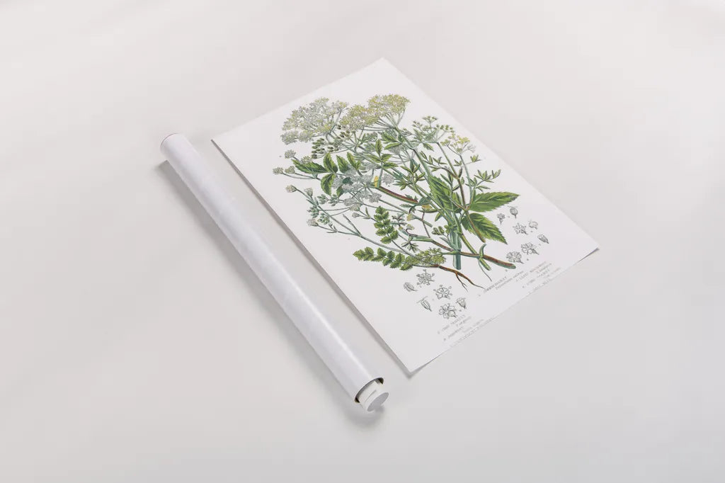 Flowering Plants I by Wild Apple Portfolio. shown as a rolled paper print. Available as archival giclee rolled canvas, fine art paper, or poster print. SKU 52063h.