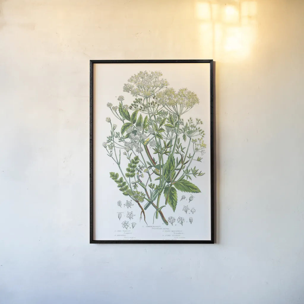 Flowering Plants I by Wild Apple Portfolio. shown as a paper print in a black flame. Available as a archival giclee rolled canvas, fine art paper, or poster print. SKU 52063h.