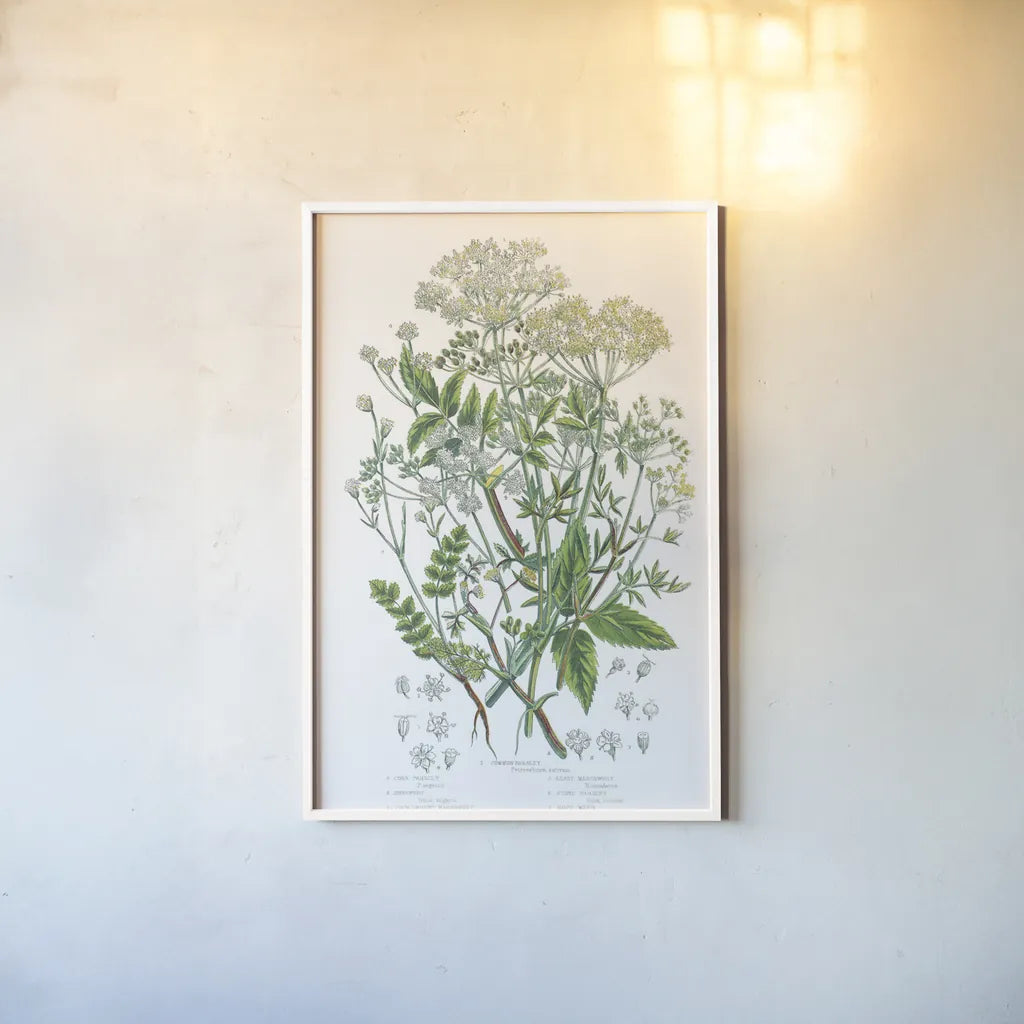 Flowering Plants I by Wild Apple Portfolio. shown as a paper print in a white frame. Available as a archival giclee rolled canvas, fine art paper, or poster print. SKU 52063h.
