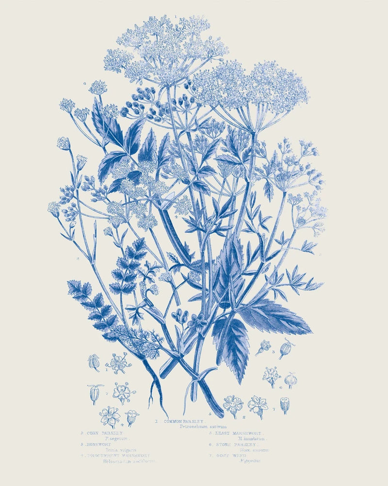 Flowering Plants I Mid Blue by Wild Apple Portfolio