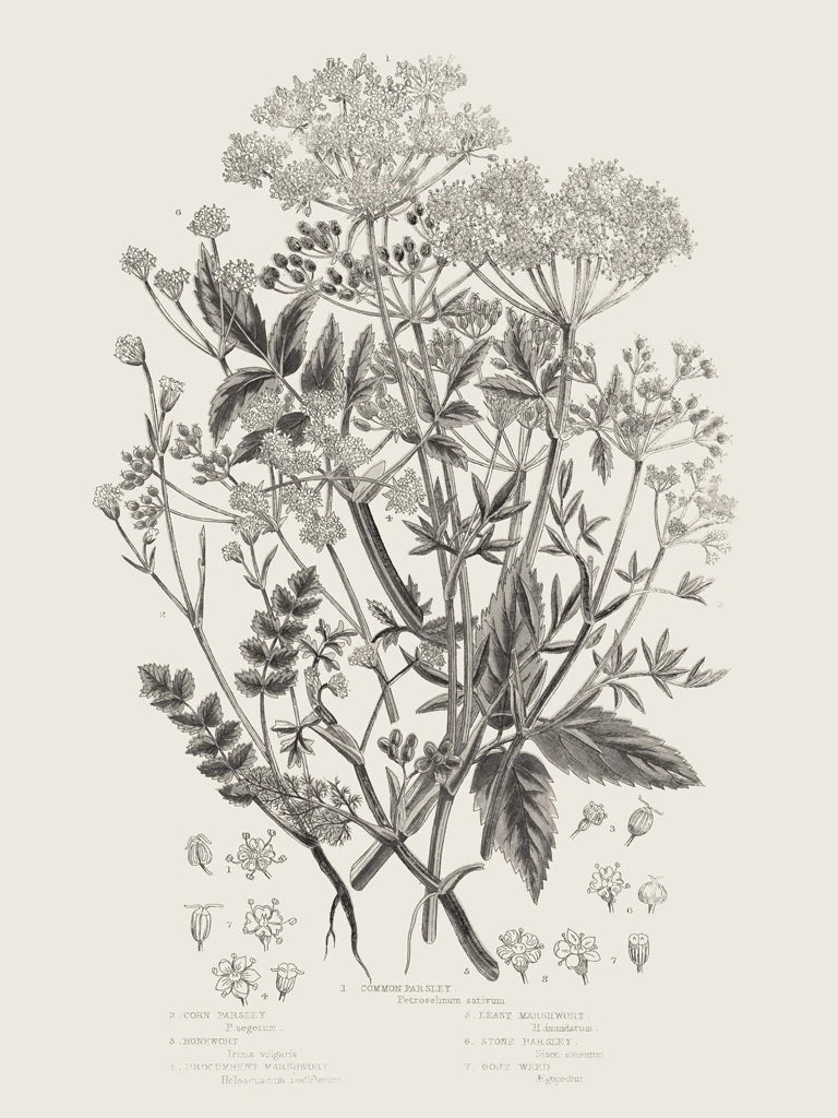 Flowering Plants I Neutral by Wild Apple Portfolio