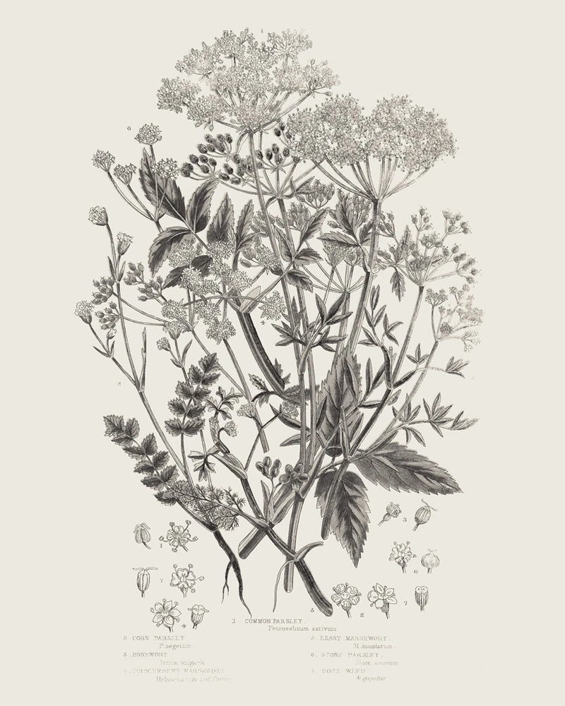 Flowering Plants I Neutral v2 by Wild Apple Portfolio