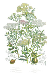 Flowering Plants II by Wild Apple Portfolio. SKU 52064h. Archival Giclee Fine art print for wall decor.