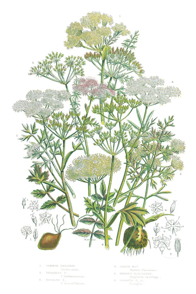 Flowering Plants II by Wild Apple Portfolio. SKU 52064h. Archival Giclee Fine art print for wall decor.