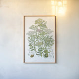 Flowering Plants II by Wild Apple Portfolio. shown as a paper print in a natural frame. Available as a archival giclee rolled canvas, fine art paper, or poster print. SKU 52064h.