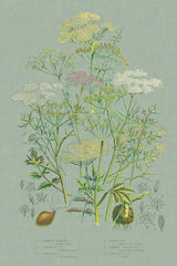 Flowering Plants II Green Linen by Wild Apple Portfolio. SKU 63054h. Archival Giclee Fine art print for wall decor.