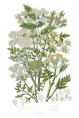 Flowering Plants III by Wild Apple Portfolio. SKU 52065h. Archival Giclee Fine art print for wall decor.