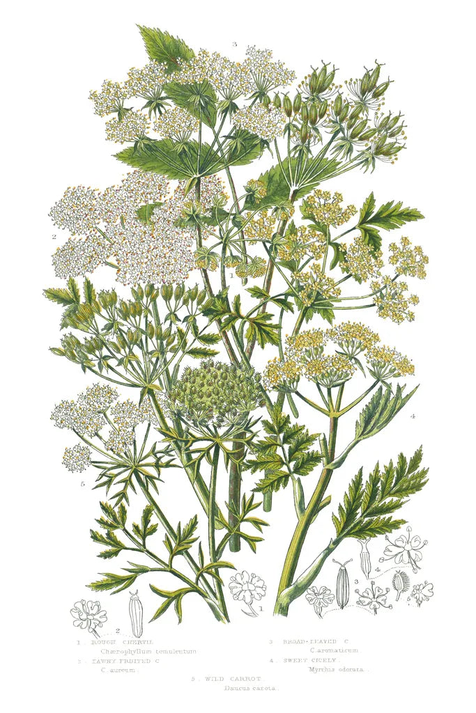Flowering Plants III by Wild Apple Portfolio. SKU 52065h. Archival Giclee Fine art print for wall decor.