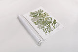 Flowering Plants III by Wild Apple Portfolio. shown as a rolled paper print. Available as archival giclee rolled canvas, fine art paper, or poster print. SKU 52065h.