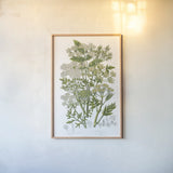 Flowering Plants III by Wild Apple Portfolio. shown as a paper print in a natural frame. Available as a archival giclee rolled canvas, fine art paper, or poster print. SKU 52065h.