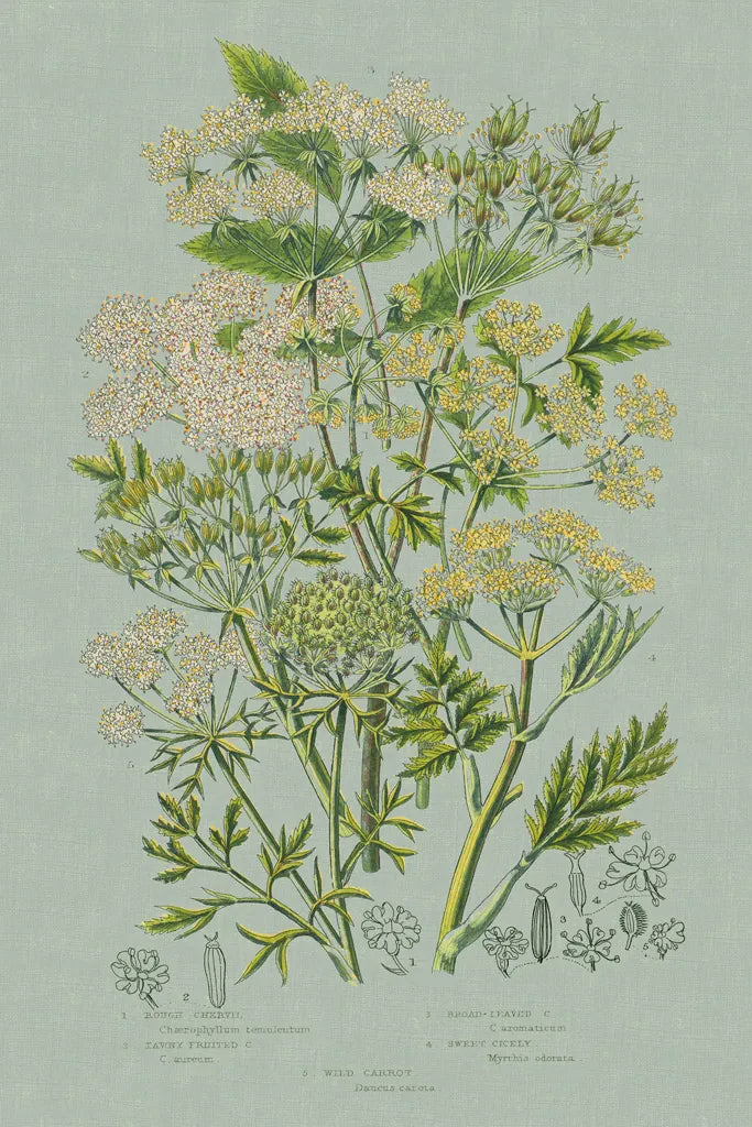Flowering Plants III Green Linen by Wild Apple Portfolio. SKU 63055h. Archival Giclee Fine art print for wall decor.