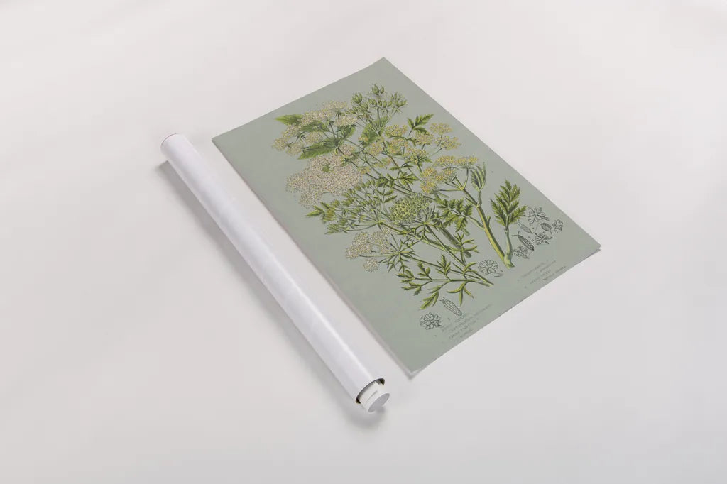 Flowering Plants III Green Linen by Wild Apple Portfolio. shown as a rolled paper print. Available as archival giclee rolled canvas, fine art paper, or poster print. SKU 63055h.