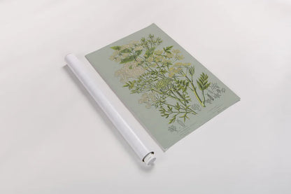 Flowering Plants III Green Linen by Wild Apple Portfolio. shown as a rolled paper print. Available as archival giclee rolled canvas, fine art paper, or poster print. SKU 63055h.