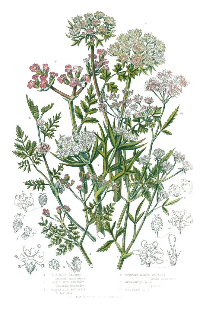 Flowering Plants IV by Wild Apple Portfolio. SKU 52066h. Archival Giclee Fine art print for wall decor.