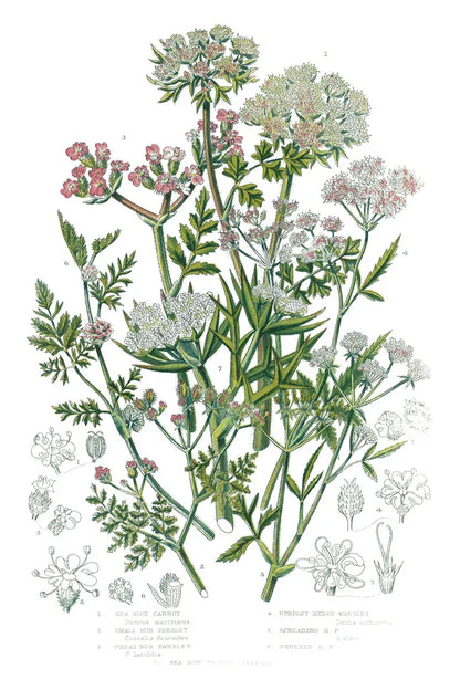 Flowering Plants IV by Wild Apple Portfolio. SKU 52066h. Archival Giclee Fine art print for wall decor.