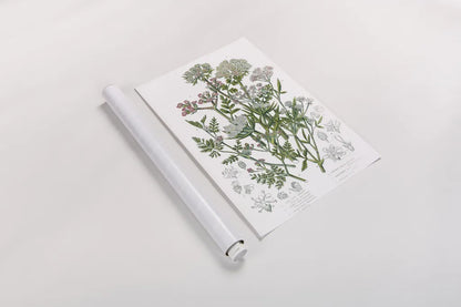 Flowering Plants IV by Wild Apple Portfolio. shown as a rolled paper print. Available as archival giclee rolled canvas, fine art paper, or poster print. SKU 52066h.