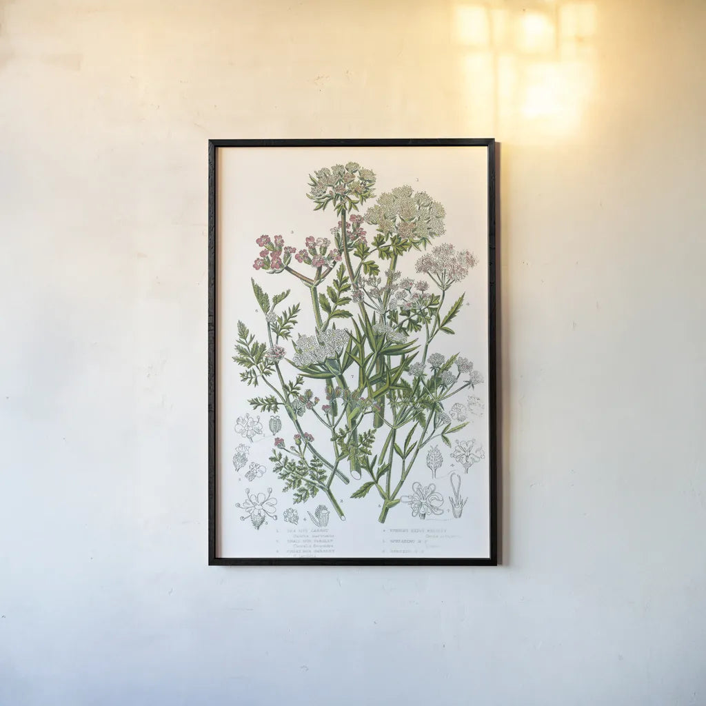 Flowering Plants IV by Wild Apple Portfolio. shown as a paper print in a black flame. Available as a archival giclee rolled canvas, fine art paper, or poster print. SKU 52066h.