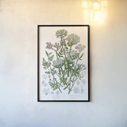 Flowering Plants IV by Wild Apple Portfolio. shown as a paper print in a black flame. Available as a archival giclee rolled canvas, fine art paper, or poster print. SKU 52066h.